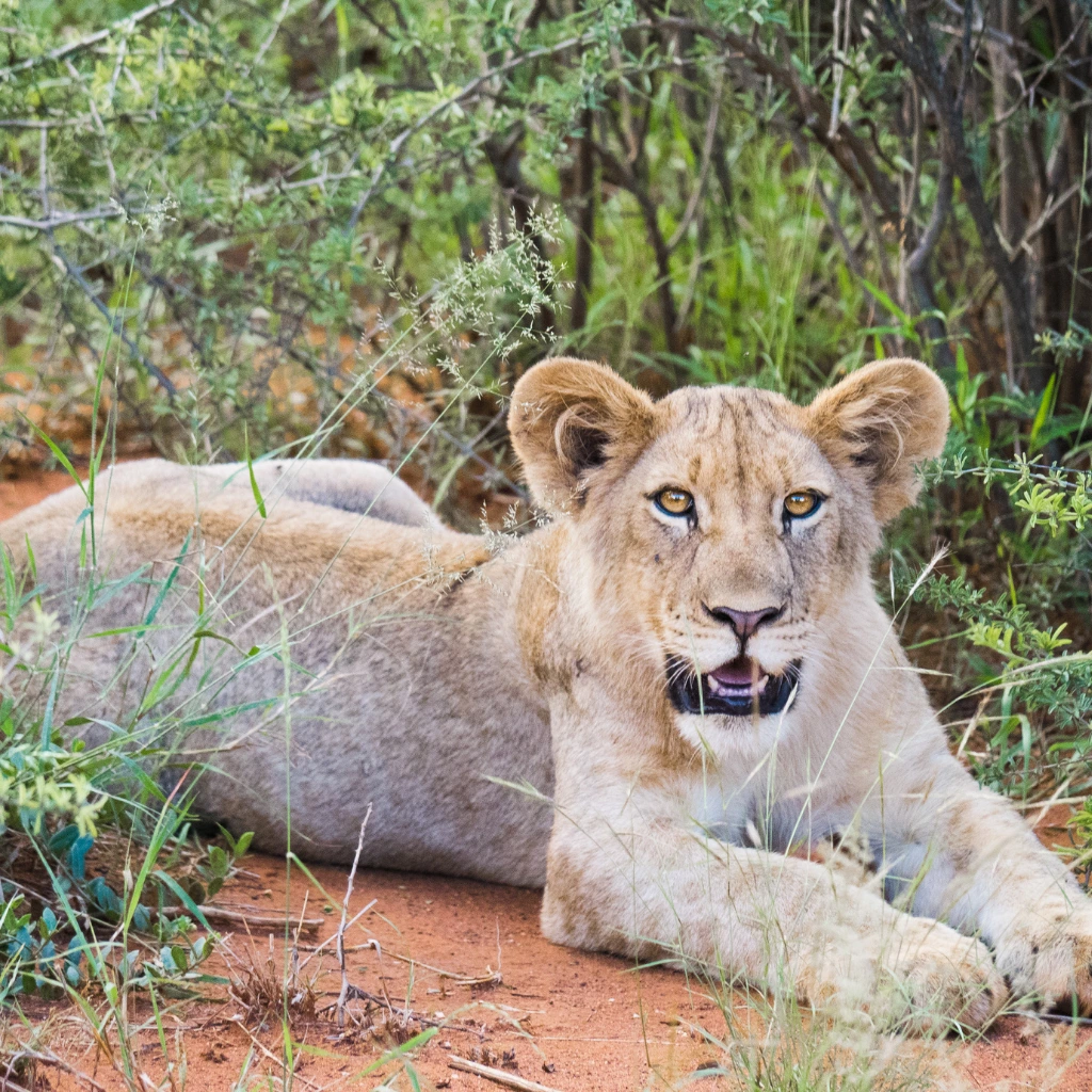 Südafrika