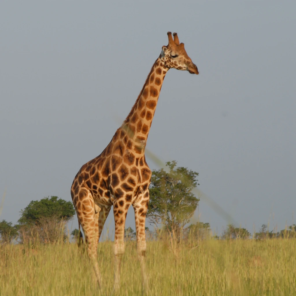 Uganda