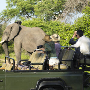 menschen elefant safari fahrzeug tiere beobachteb
